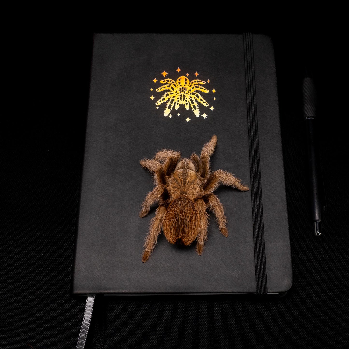 Tarantula Edition: Webs of Creativity Journal | A5 Dot Grid | Journal by RavenMoonCreates, Tarantula Cribs & Tarantula Kat